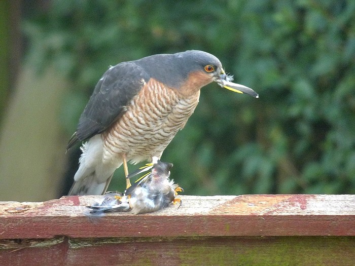 Sparrowhawk