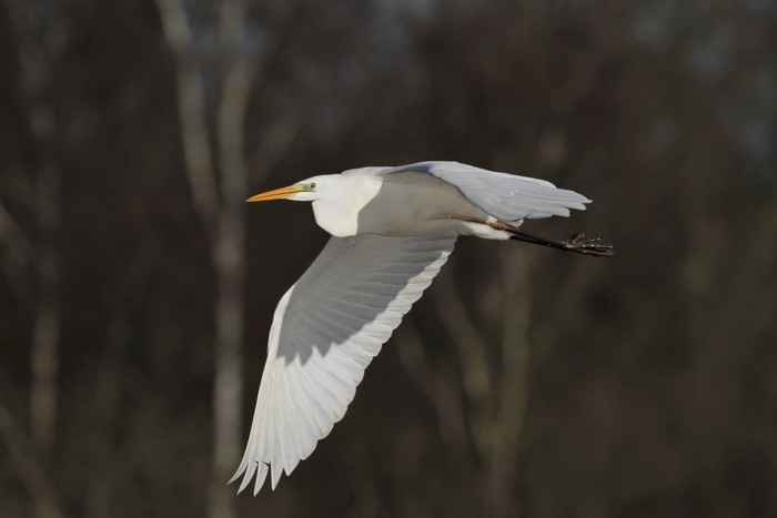Great White Egret