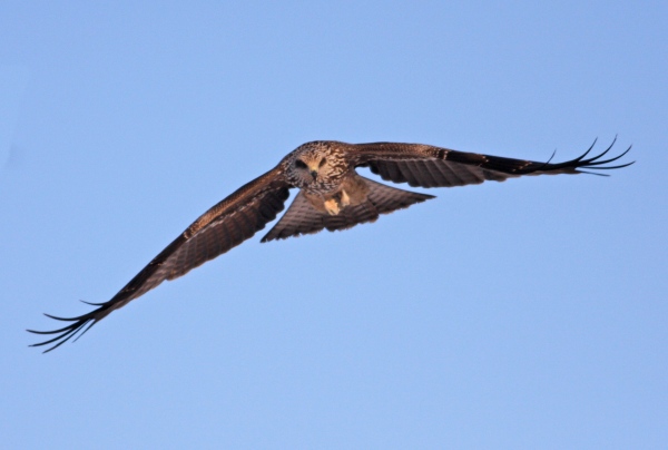 Black Kite