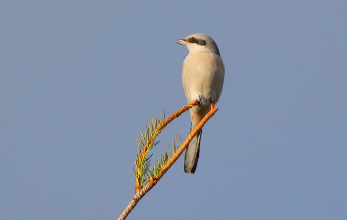 Great Grey Shrike