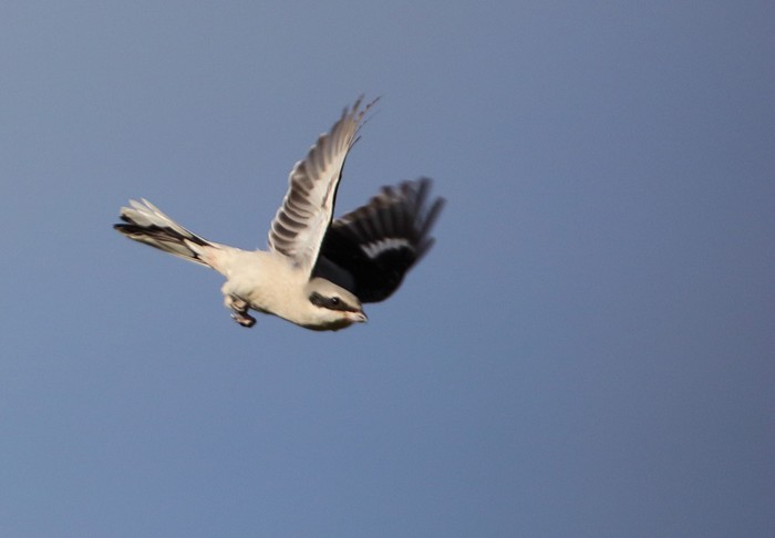 Great Grey Shrike