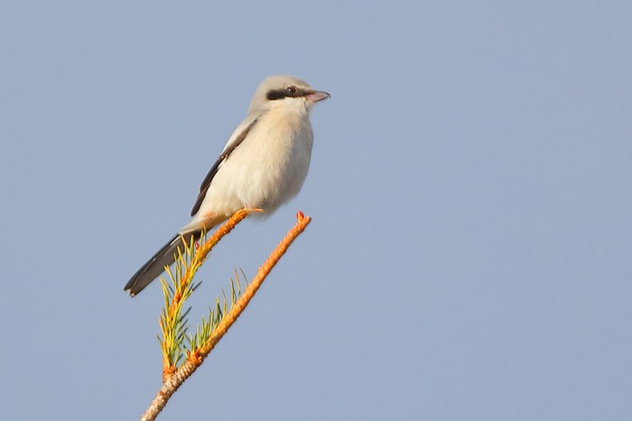 Great Grey Shrike