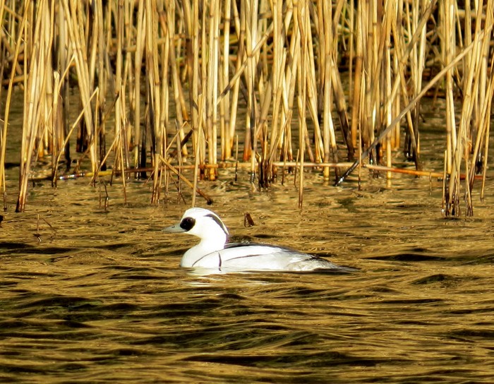 Smew