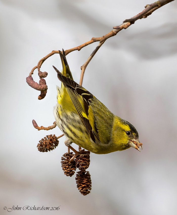 Siskin
