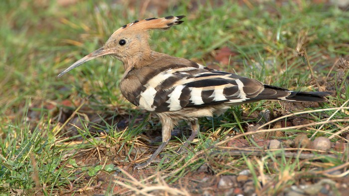 Hoopoe