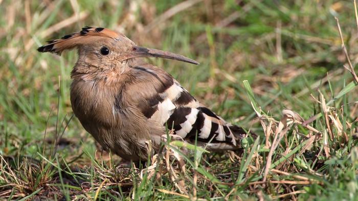 Hoopoe