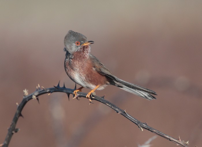 Dartford Warbler