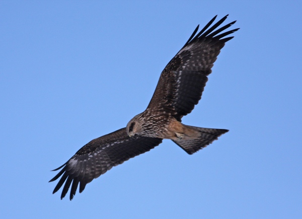Black Kite