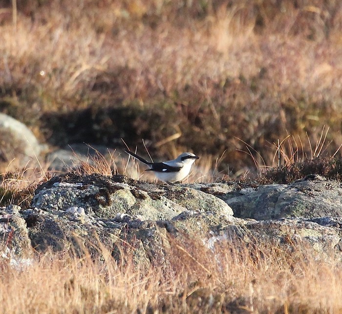 Great Grey Shrike