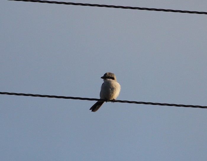 Great Grey Shrike