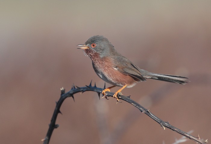 Dartford Warbler