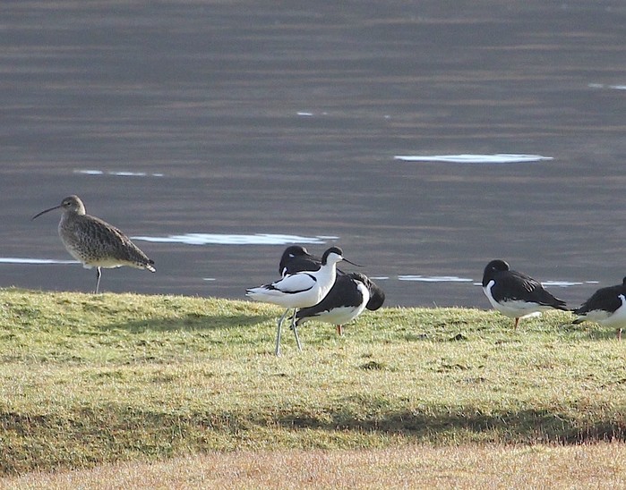 Avocet
