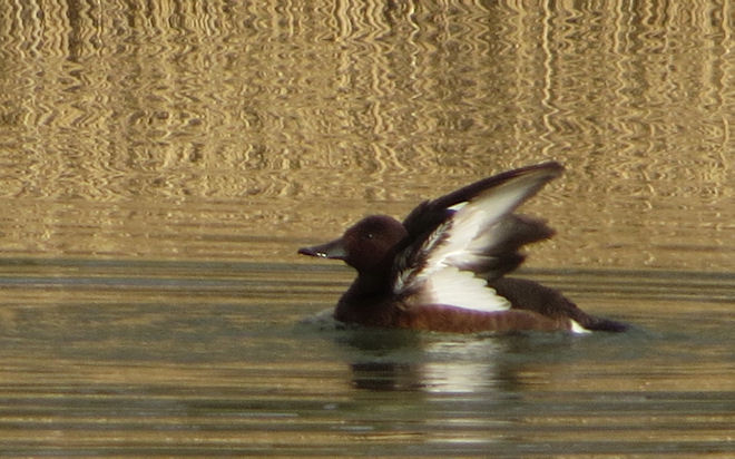 Ferruginous Duck