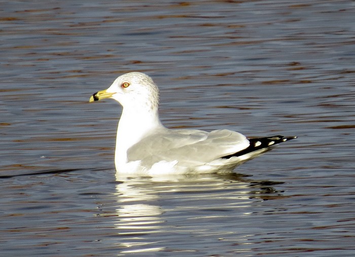 Ring-billed Gull