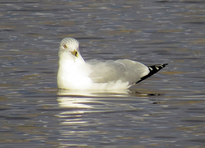 Ring-billed Gull