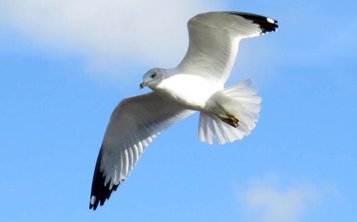 Ring-billed Gull