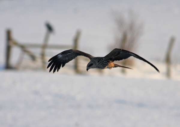 Black Kite