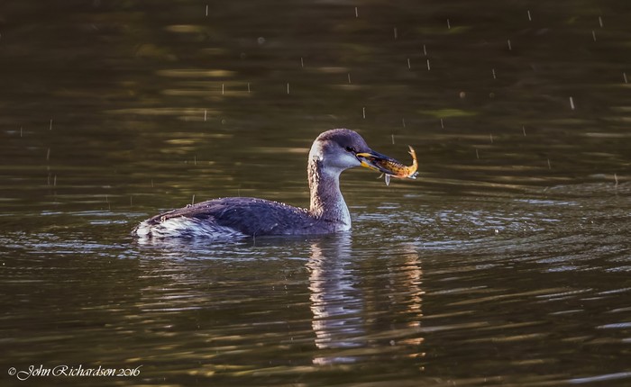 Red-necked Grebe