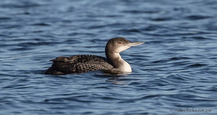 Great Northern Diver