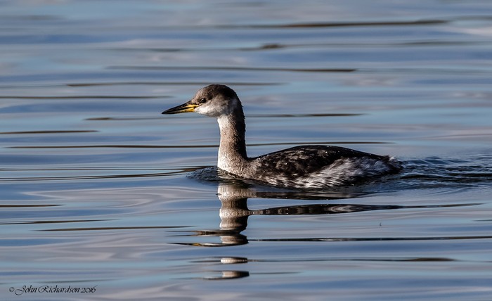 Red-necked Grebe