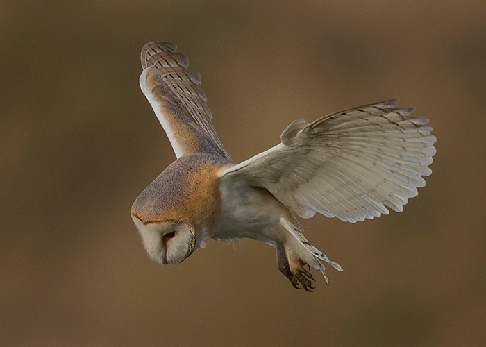 Barn Owl
