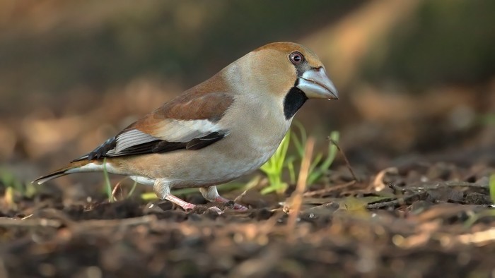 Hawfinch