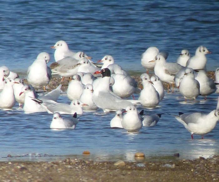 Mediterranean Gull