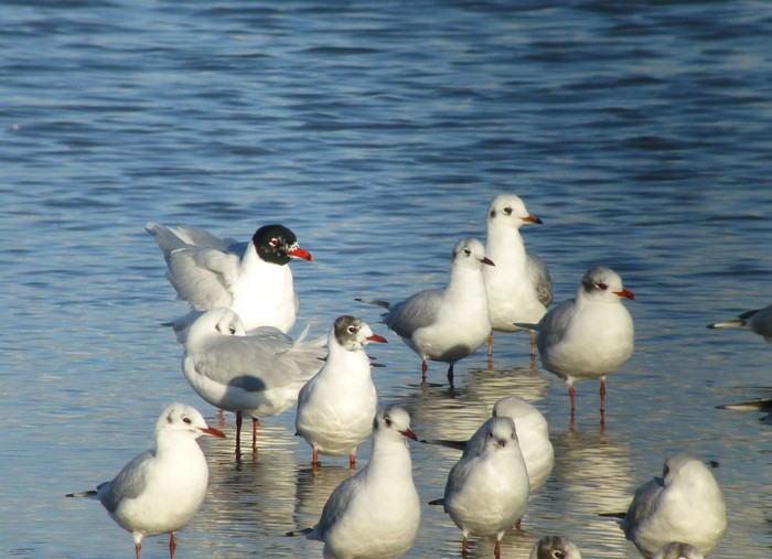 Mediterranean Gull