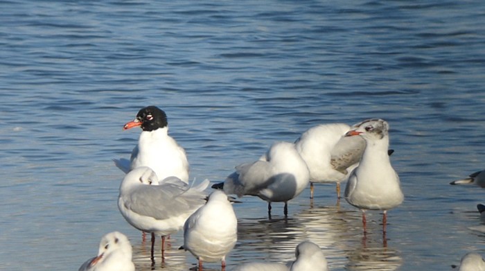 Mediterranean Gull