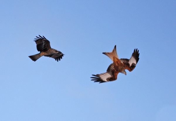 Black Kite