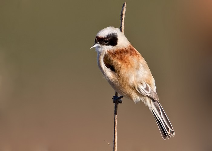 Penduline Tit