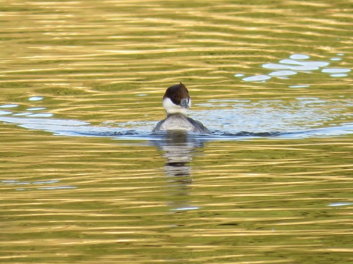 Smew