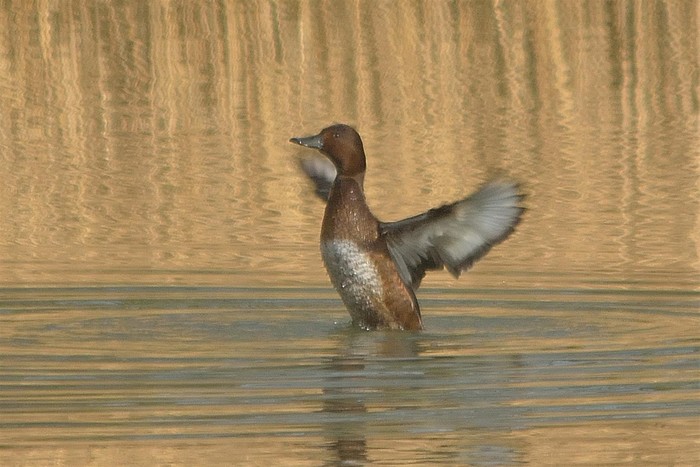 Ferruginous Duck