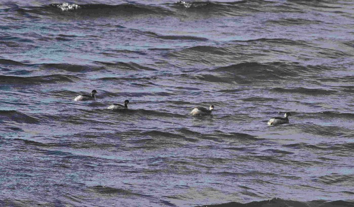 Black-necked Grebe