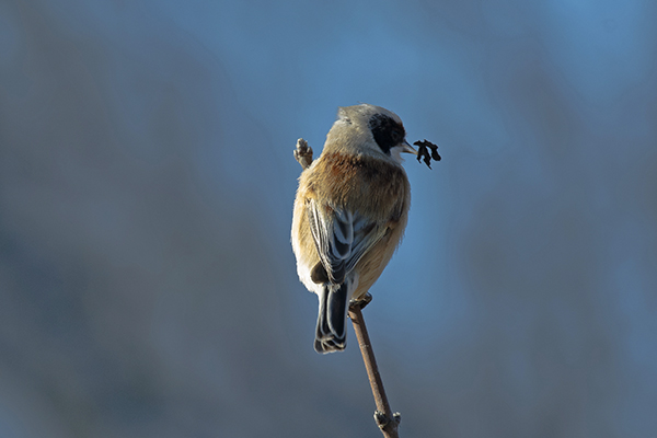 Penduline Tit