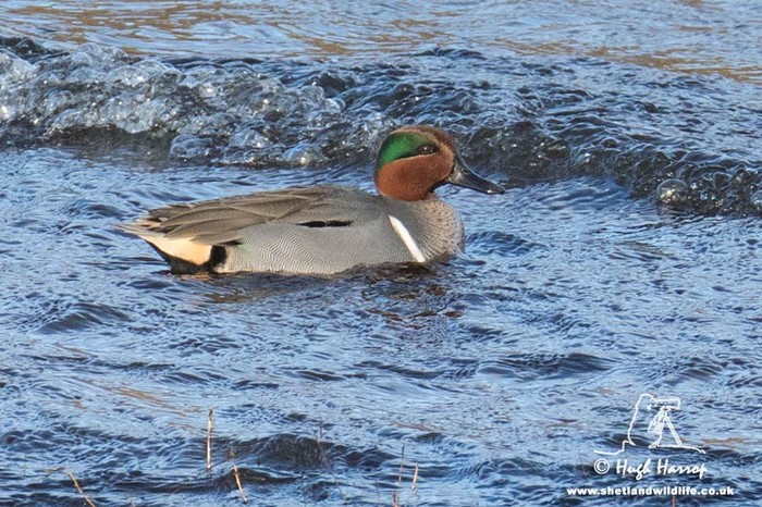 Green-winged Teal