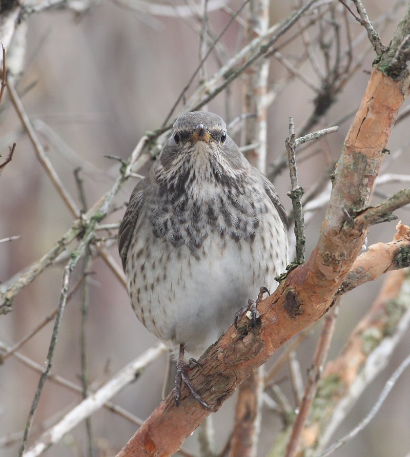 Black-throated Thrush