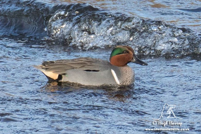Green-winged Teal