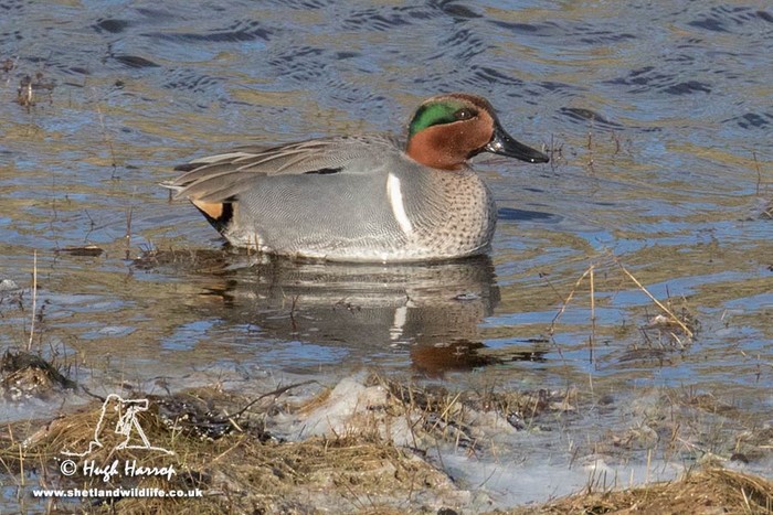 Green-winged Teal