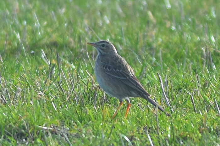 Richard's Pipit