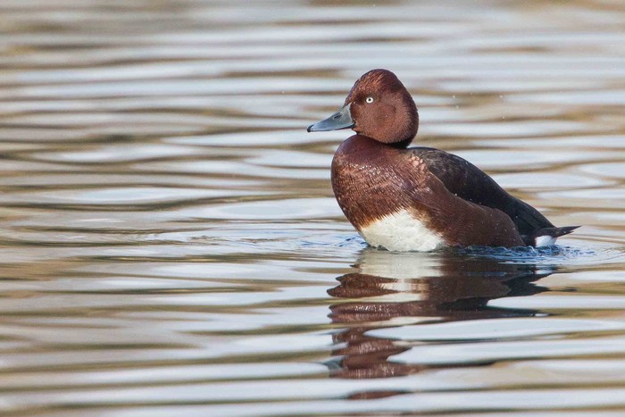 Ferruginous Duck