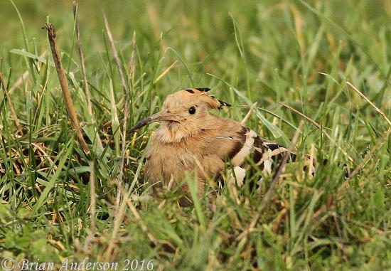 Hoopoe