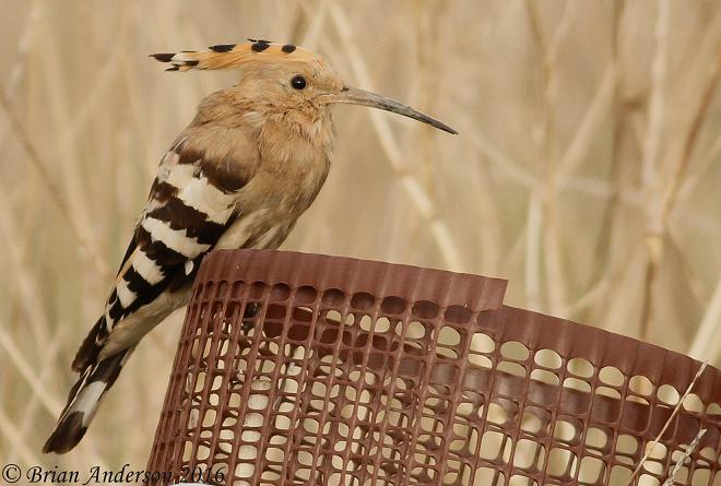 Hoopoe
