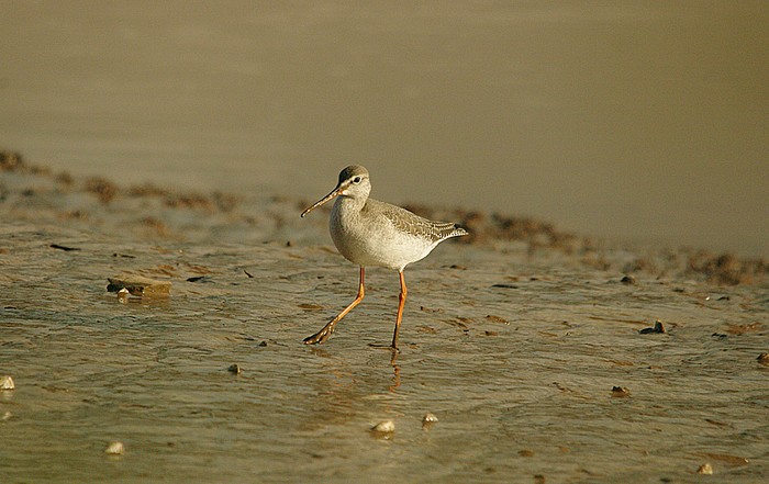 Spotted Redshank