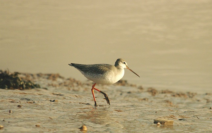 Spotted Redshank