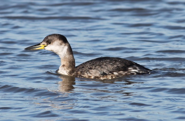 Red-necked Grebe