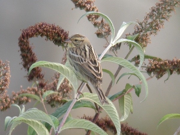 Yellow-breasted Bunting