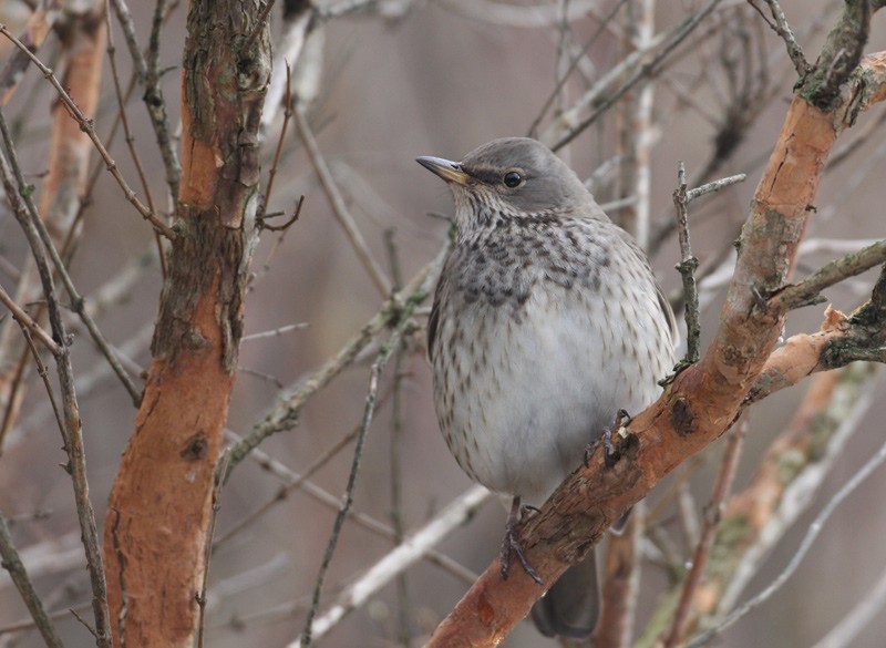 Black-throated Thrush