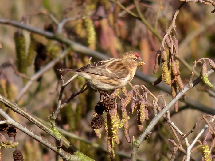 Lesser Redpoll