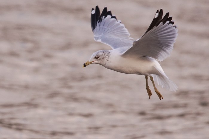 Ring-billed Gull